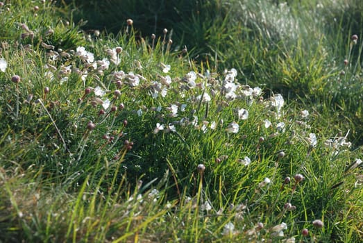 sea campion