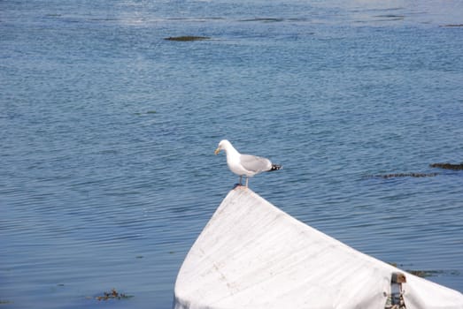 Seagull on a boat