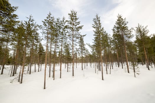 Pine Tree Forest in winter with snow.