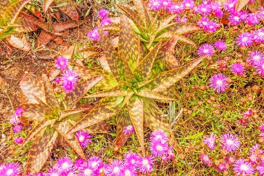 Cactus like plant and colorful pink flower blossom in nature