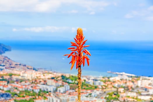 Typical madeiran flower - South coast of Funchal in the background - view over the capital city of Madeira towards harbor. View from Pico dos Barcelo.