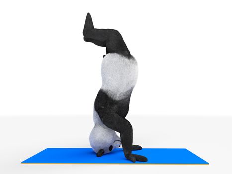 powerful sports character animal mammal panda stands upside down on his head holds balance by hand. Illustration about physical development, kids sport, children's positive character realistic render