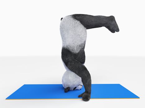 Panda does headstand showing yogic asana and keeping feet parallel to ground. turned over upside down Bear athlete warming up blue mat sport isolated white background realistic render illlustration