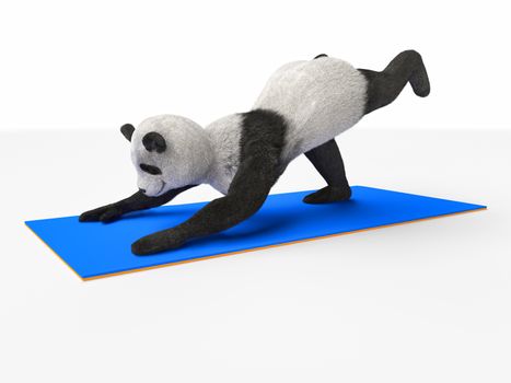 part of collection series of illustrations with panda mammal, which performs the exercises and demonstrates yoga asanas and positions. character on blue gym mat stretching engaged. Bear plays sports