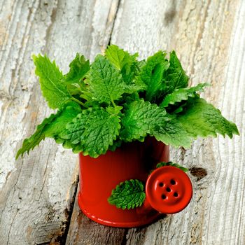 Red Watering Can with Fresh Green Lemon Balm Leafs isolated on Rustic Wooden background