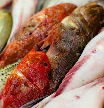 Background of Various Raw Fish with Red Mullets, Sea Bream, Trout and Dorada on Market Place Outdoors. Focus on Red Fish Eyes