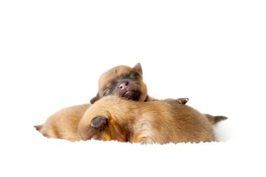 Zverg Spitz, Pomeranian puppies, couple of days old
