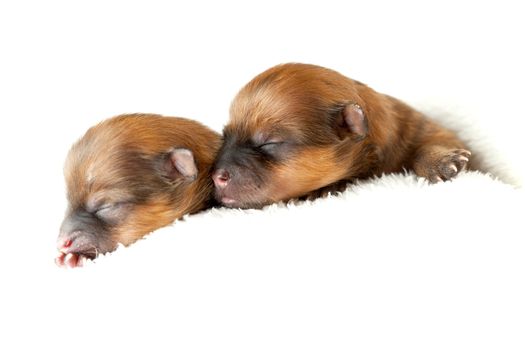 Zverg Spitz, Pomeranian puppies, couple of days old