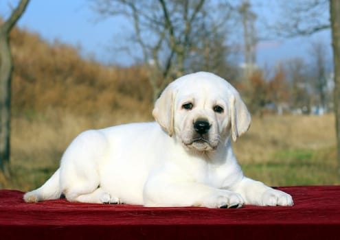 little yellow labrador puppy sitting on red background