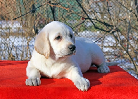the little yellow labrador puppy sitting on red background