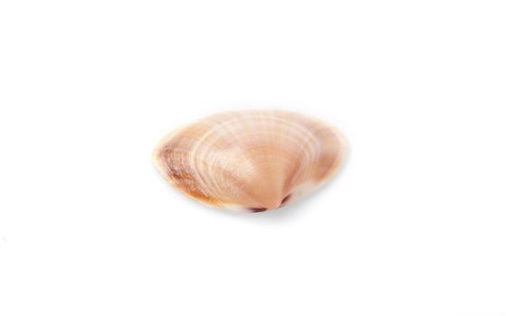 Cerastoderma sea shell isolated on white background.