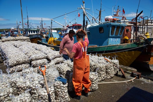 Sacks of Littleneck Clams (Ameghinomya antiqua) being landed from a fishing boat on to a jetty at the fishing port of Quellon on the island of Chiloe in Chile.