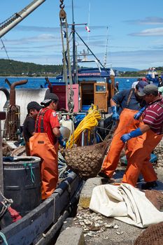 Sacks of Littleneck Clams (Ameghinomya antiqua) being landed from a fishing boat on to a jetty at the fishing port of Quellon on the island of Chiloe in Chile.