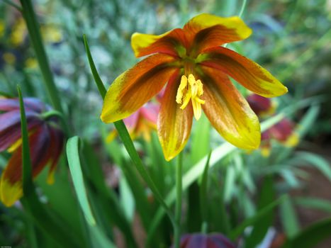 one very beutiful flower from Iran the name is Fritillaria reuteri