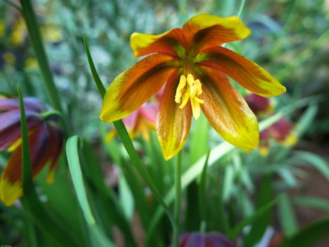 one very beutiful flower from Iran the name is Fritillaria reuteri