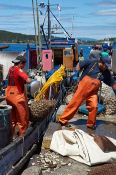 Sacks of Littleneck Clams (Ameghinomya antiqua) being landed from a fishing boat on to a jetty at the fishing port of Quellon on the island of Chiloe in Chile.