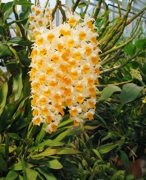 one beutiful orchid flower from Burma  white and yellow