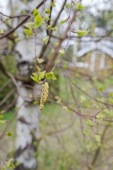 One birch full of pollen in spring bad for allergy