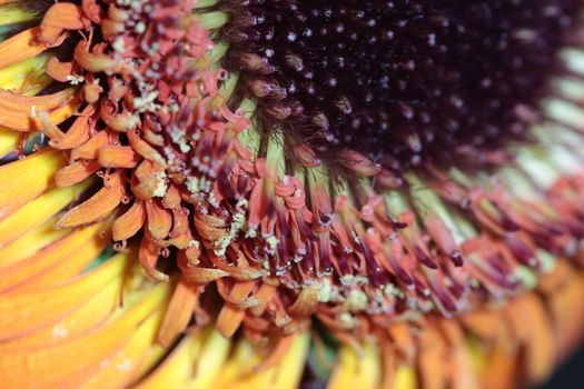gerbera flower petals abstract background macro