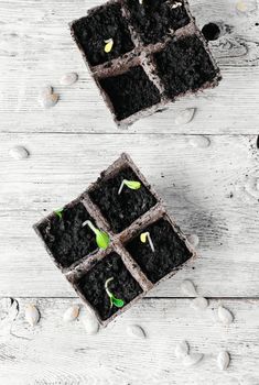 Germinated seeds decorative pumpkins in peat pots