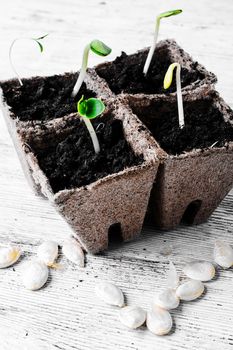 Germinated seeds decorative pumpkins in peat pots