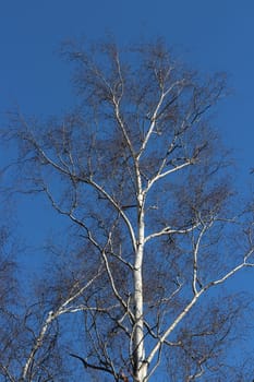 birch tree without leaves on a blue background