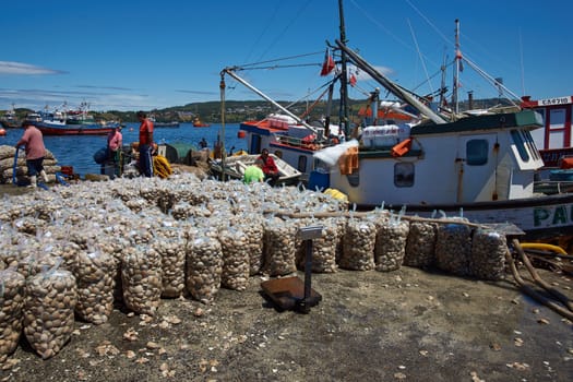 Sacks of Littleneck Clams (Ameghinomya antiqua) being landed from a fishing boat on to a jetty at the fishing port of Quellon on the island of Chiloe in Chile.