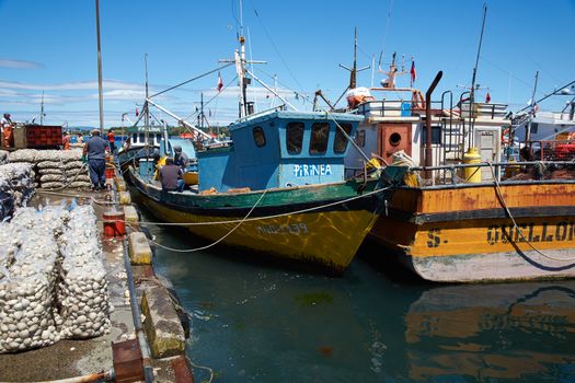 Littleneck Clams (Ameghinomya antiqua) being landed and packed in mesh sacks on a jetty at the fishing port of Quellon on the island of Chiloe in Chile.