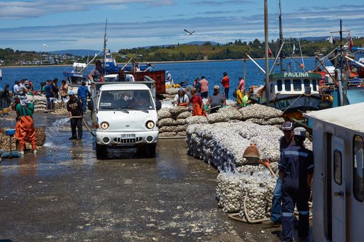 Littleneck Clams (Ameghinomya antiqua) being landed and packed in mesh sacks on a jetty at the fishing port of Quellon on the island of Chiloe in Chile.