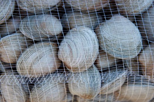 Littleneck Clams (Ameghinomya antiqua) packed in mesh sacks on a jetty at the fishing port of Quellon on the island of Chiloe in Chile.