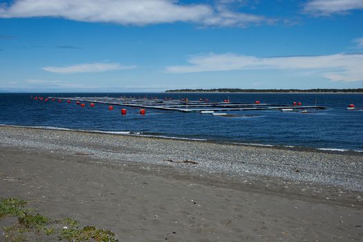 Large floating cages of a salmon farm in the coastal waters off the Island of Chiloe in Chile.