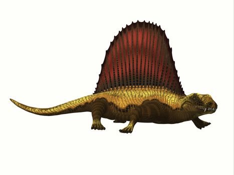 Dimetrodon was a mammal-like sailback reptile that lived in the Permian Period of North America and Europe.