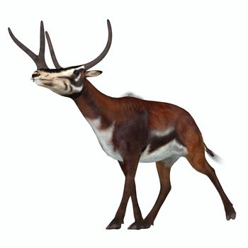 Kyptoceras was a antelope type mammal that lived in North America during the Miocene to Pliocene Periods.