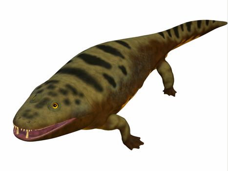 Mastodonsaurus was an aquatic amphibian animal that lived in Europe during the Triassic Period.