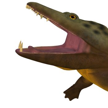 Mastodonsaurus was an aquatic amphibian animal that lived in Europe during the Triassic Period.
