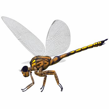 Meganeura was an insect dragonfly that lived in the Carboniferous Period of France and England.