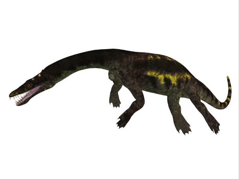 Nothosaurus was a semi-aquatic carnivorous reptile that lived in the Triassic Period of North Africa, Europe and China.