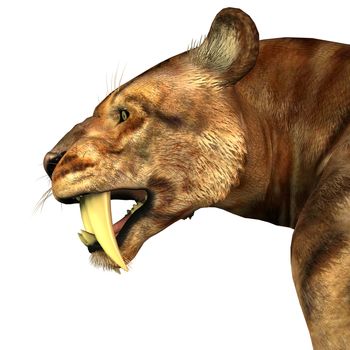 The Saber-tooth Cat also called Smilodon was a large predator that lived in the Eocene to Pleistocene Eras in North and South America.