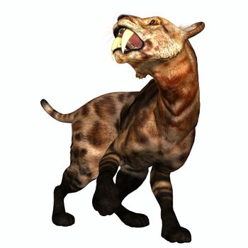 The Saber-tooth Cat also called Smilodon was a large predator that lived in the Eocene to Pleistocene Eras in North and South America.
