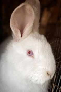 Portrait of the white rabbit in a hutch