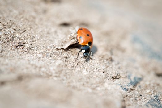 Seven-spot ladybird on sand, bokeh effect background