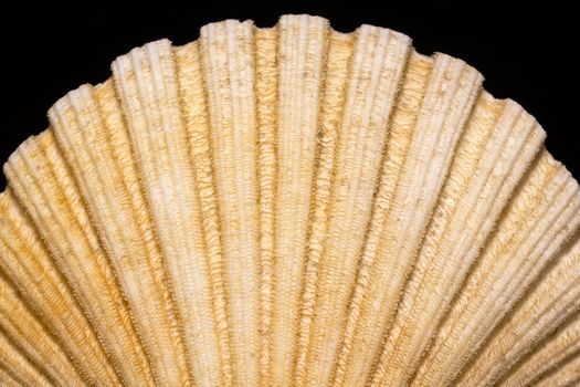 bivalve shell isolated on black background