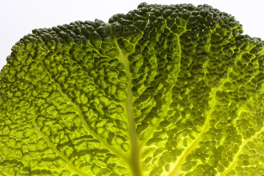 single leaf of young fresh  cabbage, macro.