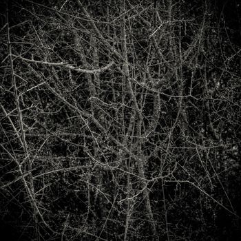 Conceptual Image Of A Dark Thorny Bush Forest In A Forest