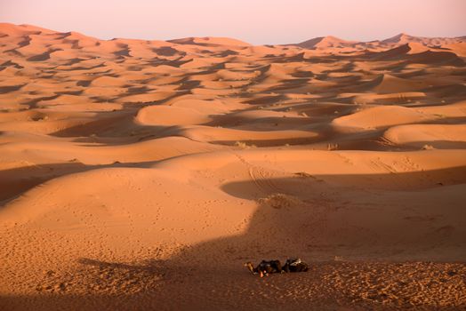 Camels at the sand dunes in the Sahara Desert, Erg Chebbi, Merzouga, Morocco