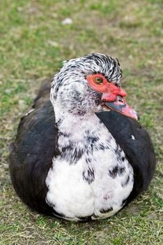 Portrait of a Muscovy duck, Cairina moschata