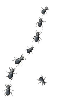 Creepy Crawly Black Beetles Marching In A Line On A White Background