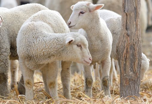 newborn lambs on the farm in spring time