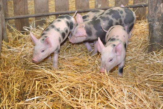 Group of little pigs at farm