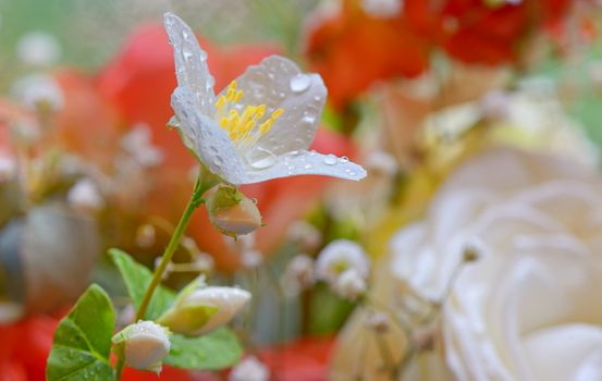 White jasmine flower and water drops